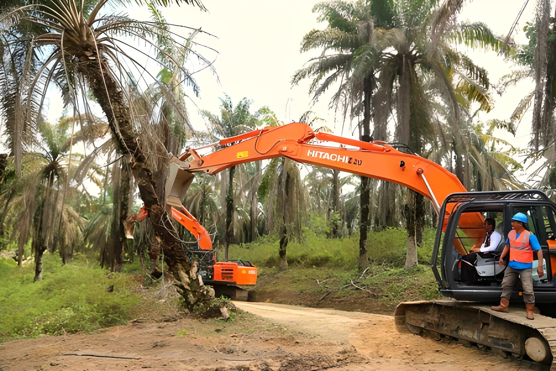 How to harvest palm oil properly and maximum, This is the procedure!